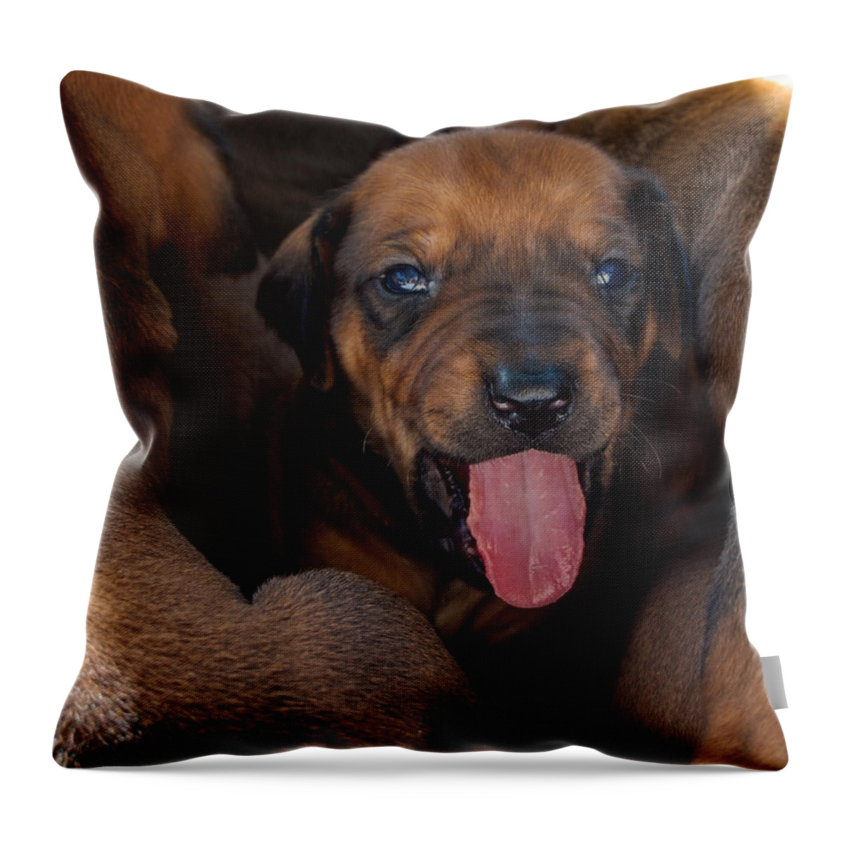 Fine Art America Puppy Throw Pillow featuring the photograph Puppy by Mim White