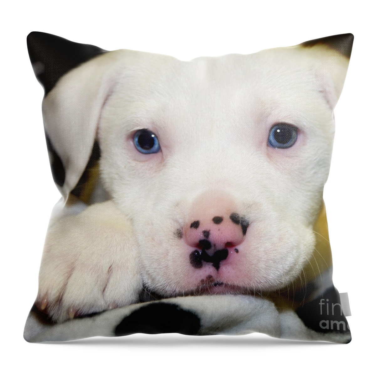 Puppies Throw Pillow featuring the photograph Puppy Pose with 4 spots on Nose by Peggy Franz