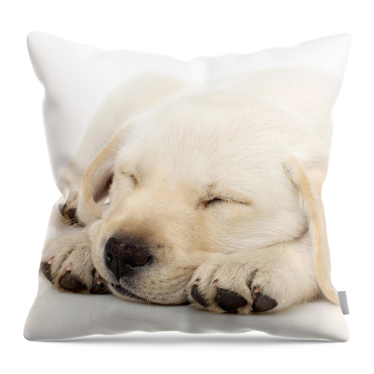Adorable Throw Pillow featuring the photograph Puppy sleeping on paws by Johan Swanepoel