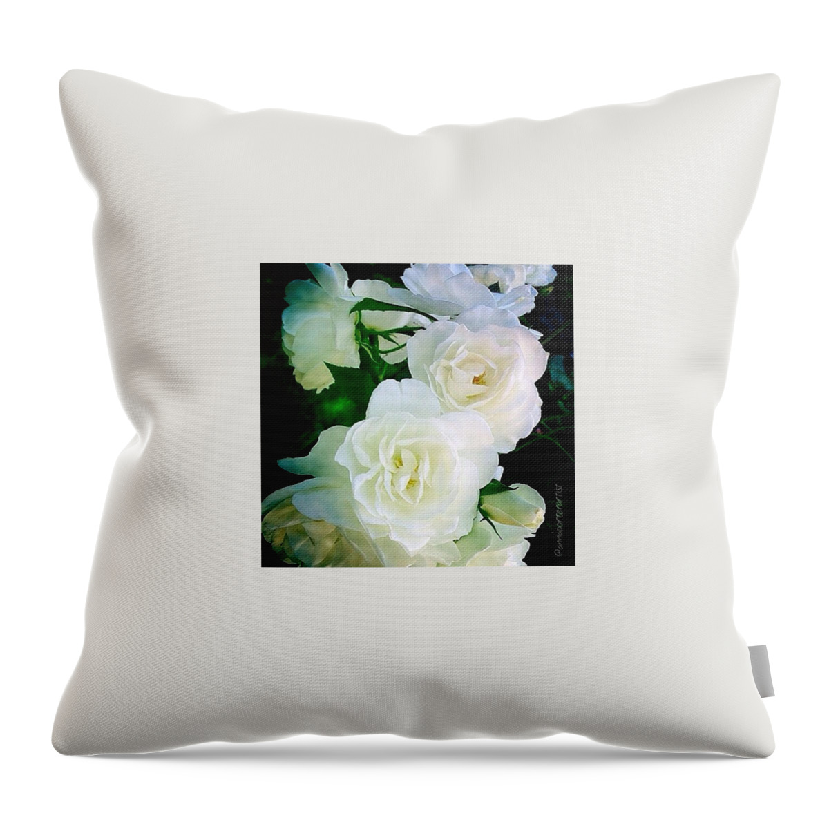 Annasgardens Throw Pillow featuring the photograph Pure Delight, White Roses In My Garden by Anna Porter