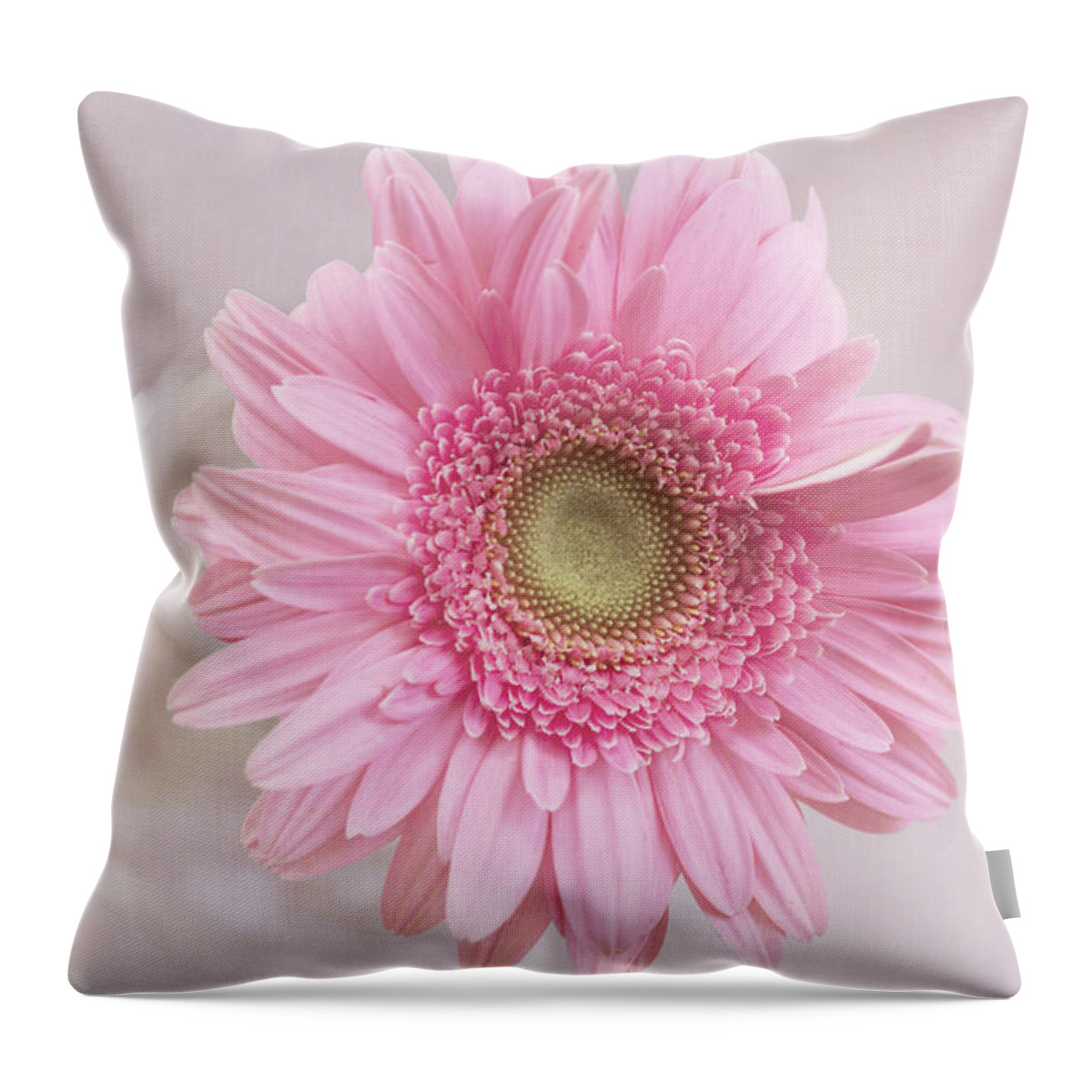 Gerbera Daisy Throw Pillow featuring the photograph Purity of the Heart by Kim Hojnacki