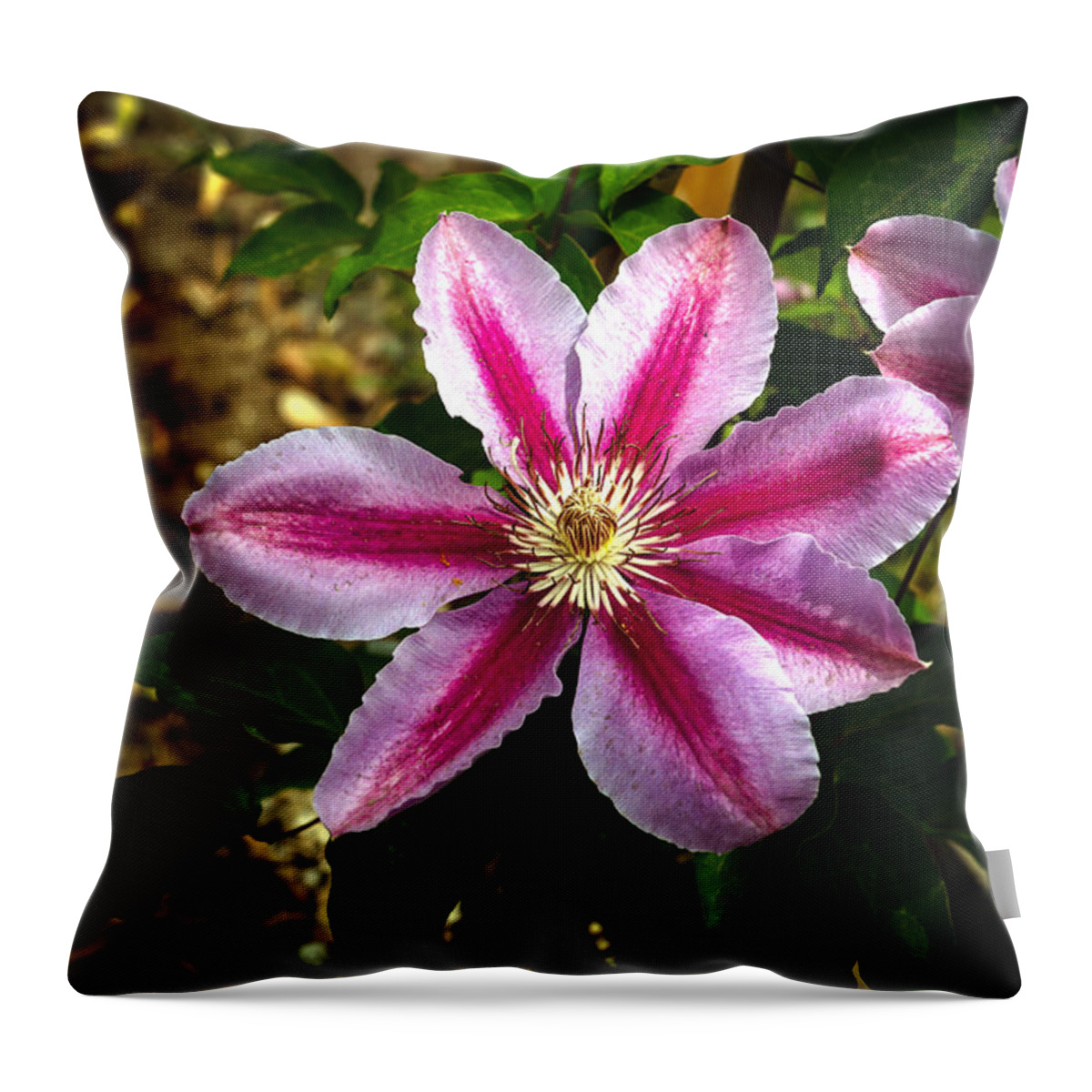 Clematis Throw Pillow featuring the photograph Purple Clematis by Robert Bales