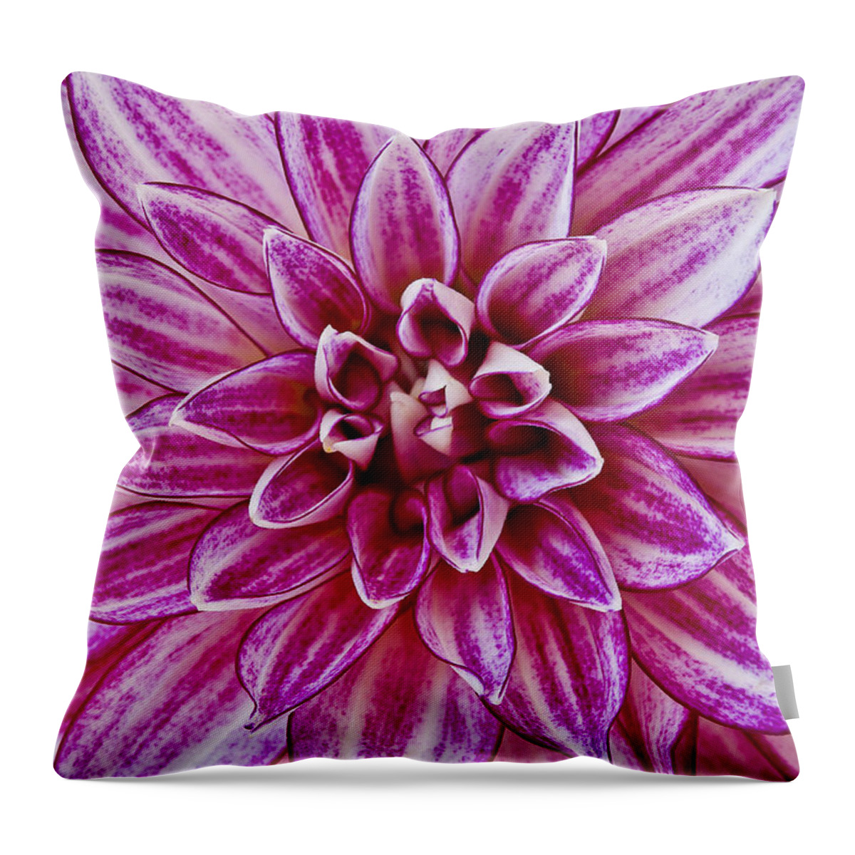 Flowers Throw Pillow featuring the photograph Purple Dahlia by Windy Osborn