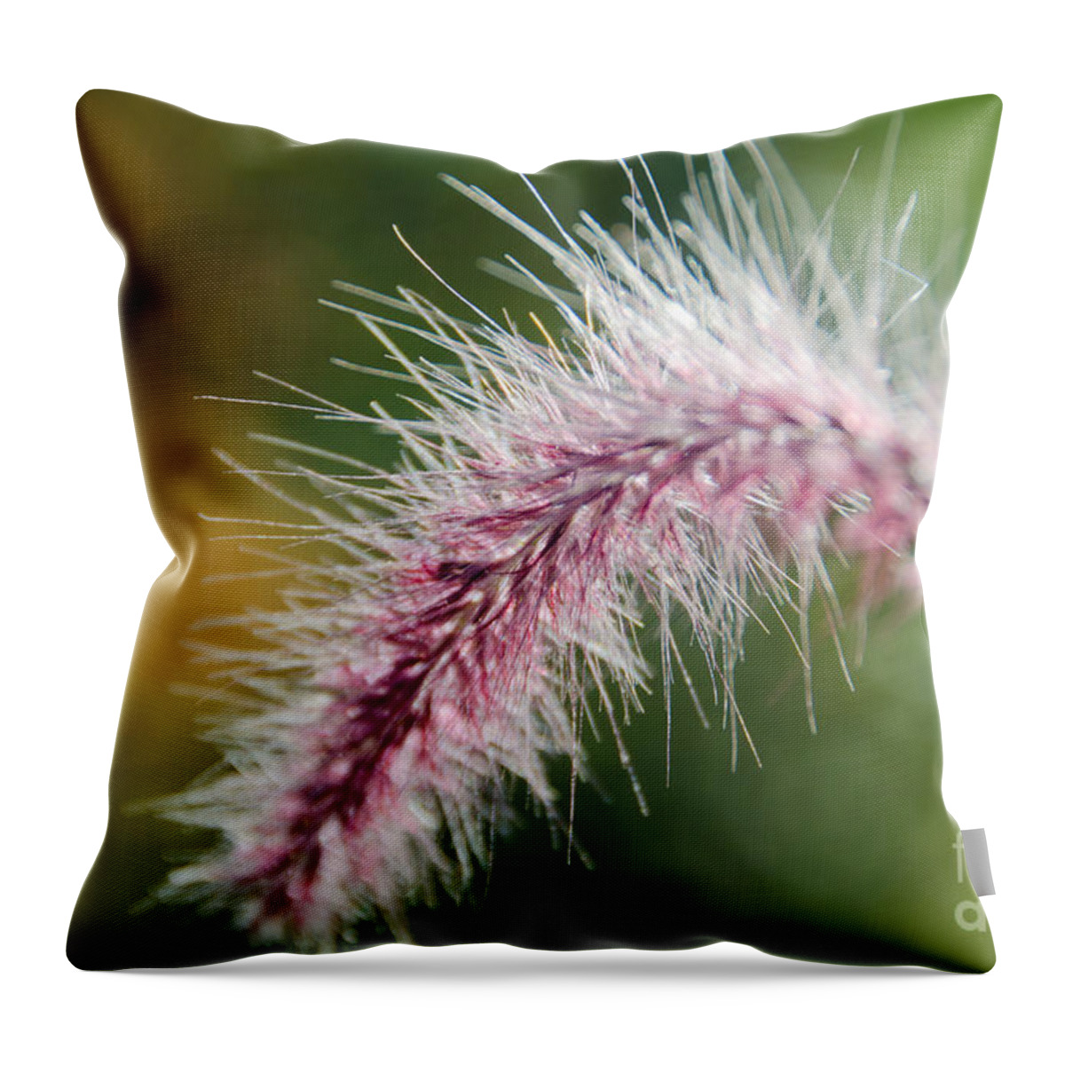 Purple Throw Pillow featuring the photograph Purple Fountain Grass 3 by Cassie Marie Photography