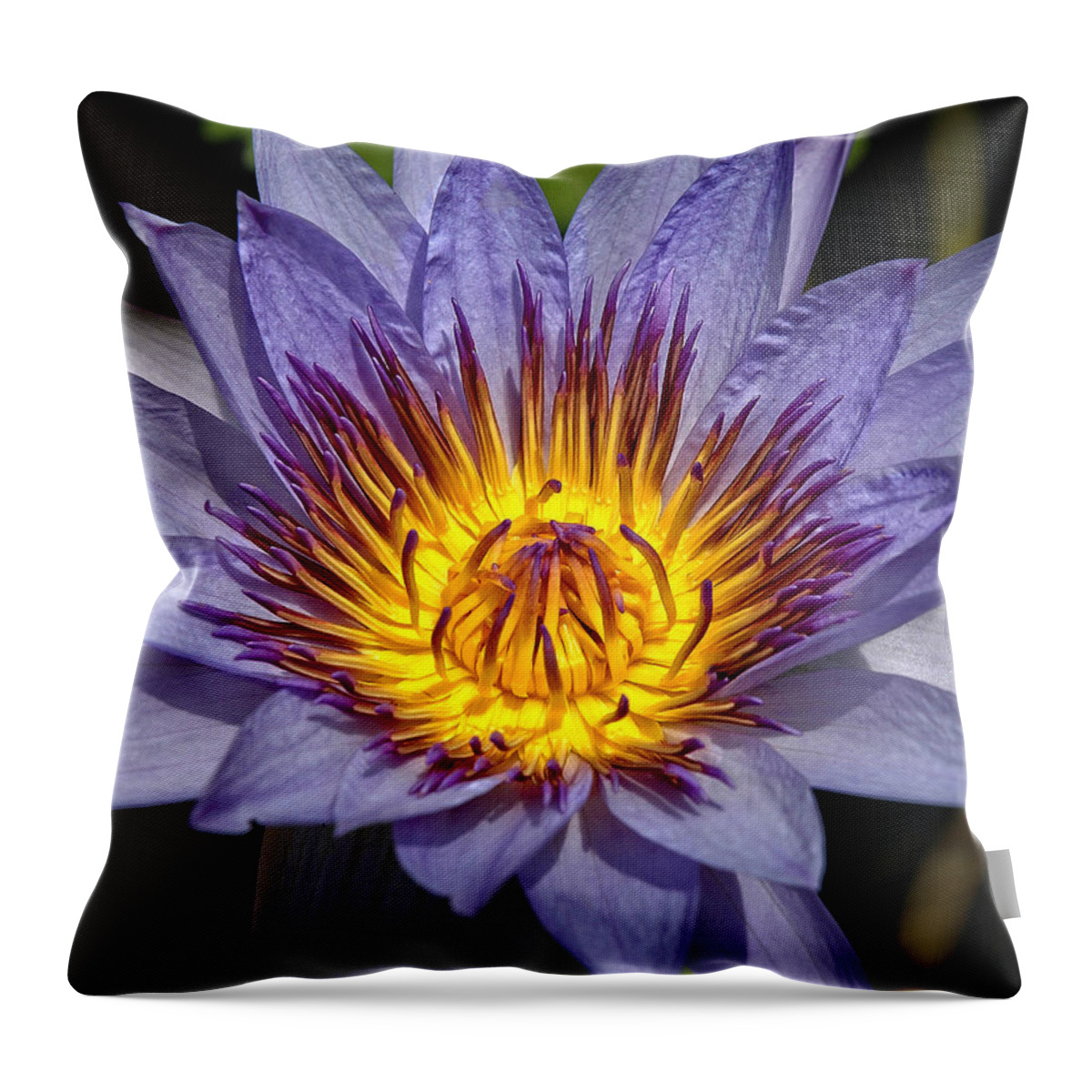 Purple Lotus Throw Pillow featuring the photograph Purple Lotus by George Buxbaum