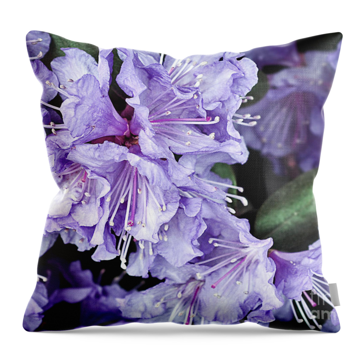 Purple Rhododendron Throw Pillow featuring the photograph Purple Rhododendron by Gwen Gibson