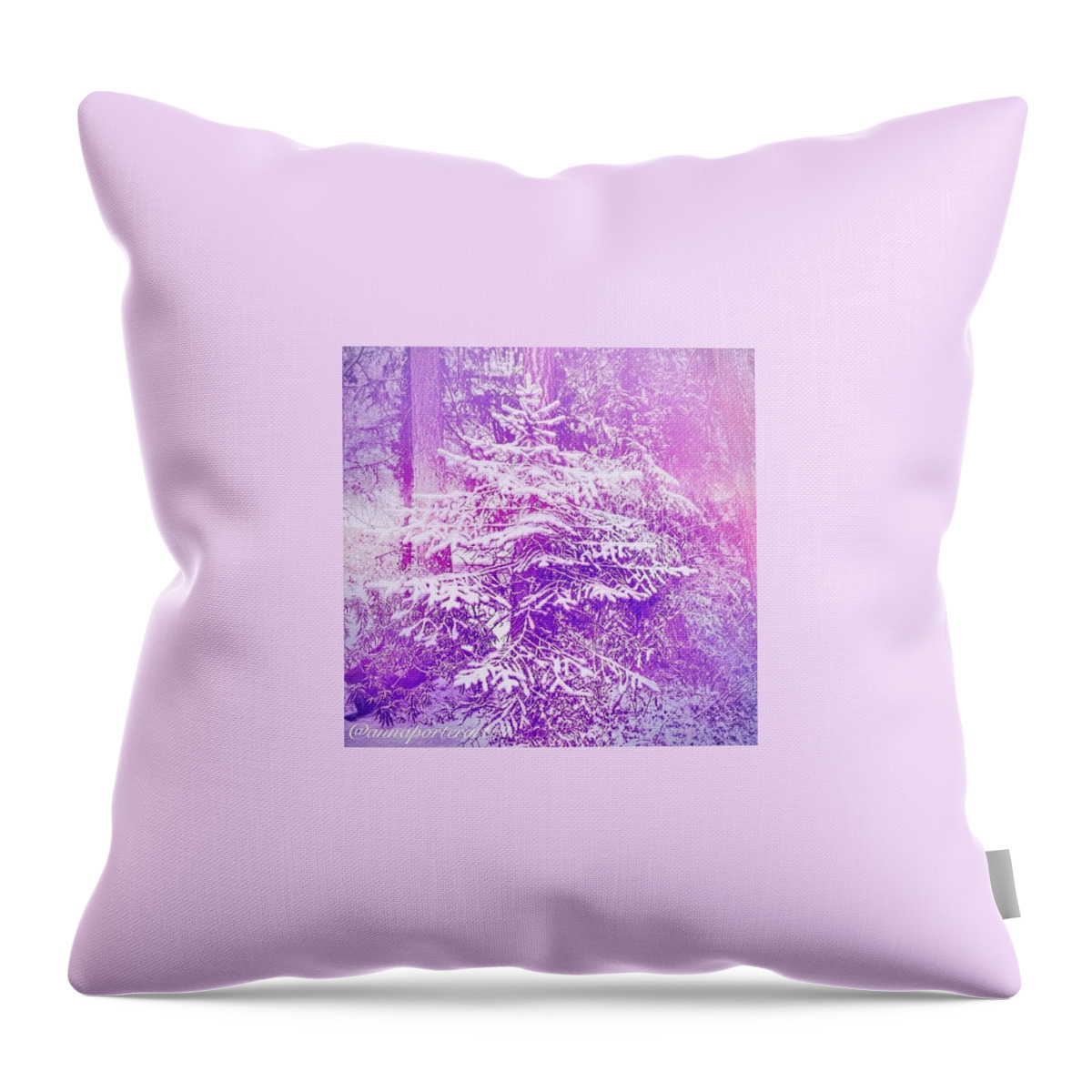 Purple Throw Pillow featuring the photograph Purple Spruce In The Snow by Anna Porter
