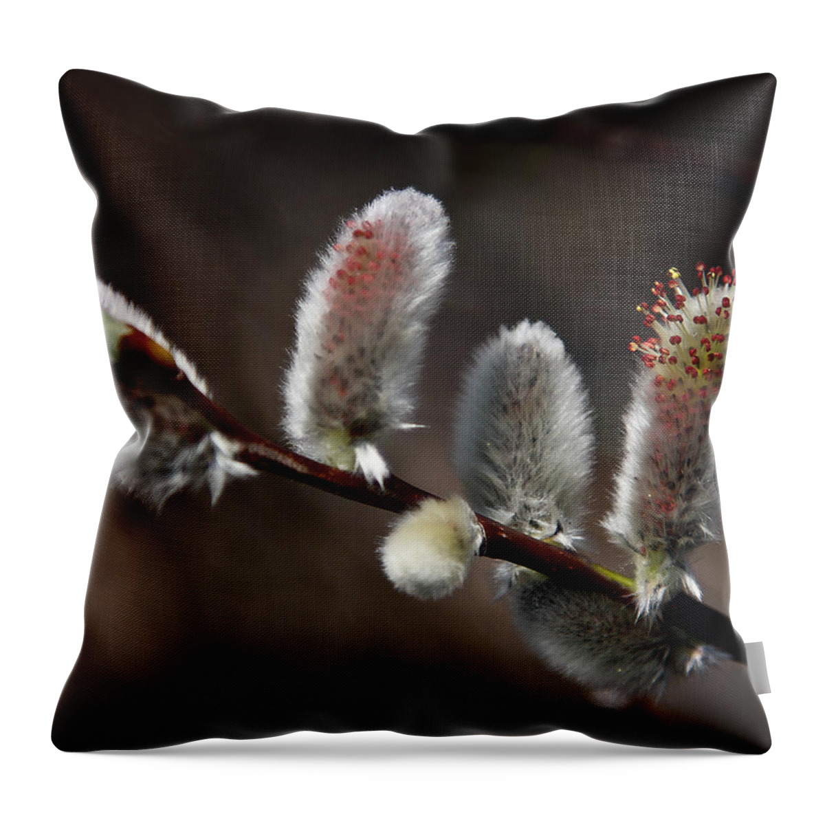 Pussy Willow Throw Pillow featuring the photograph Pussy Willows by John Haldane