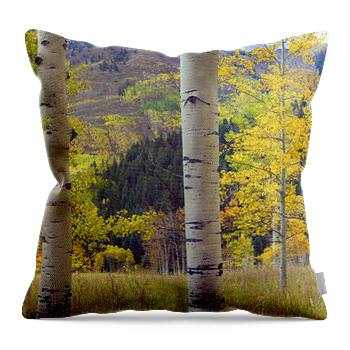 Feb0514 Throw Pillow featuring the photograph Quaking Aspen Grove In Autumn Colorado by Tim Fitzharris
