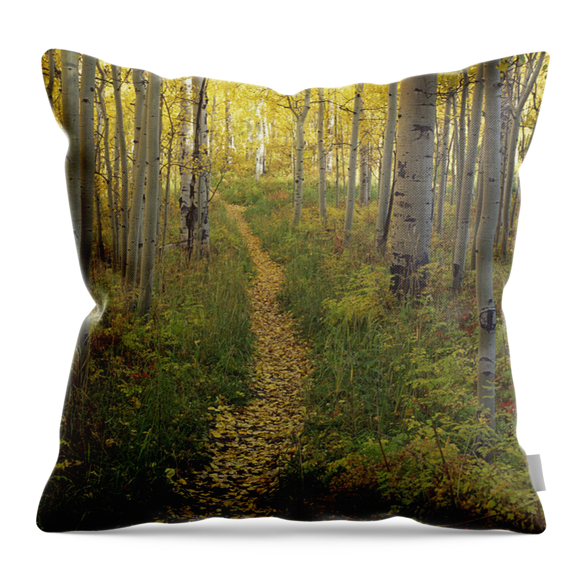 Landscape Throw Pillow featuring the photograph Quaking Aspens, Colorado by James Steinberg