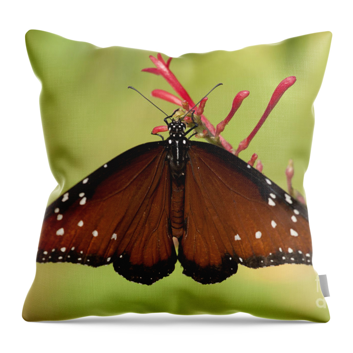 Queen Butterfly Throw Pillow featuring the photograph Queen Butterfly by Meg Rousher