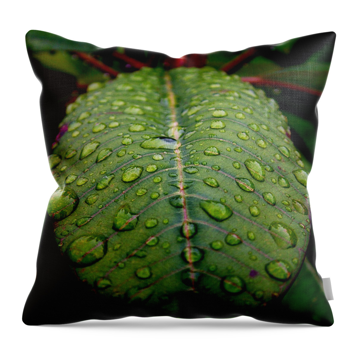 Leaf Throw Pillow featuring the photograph Quenched by David Weeks