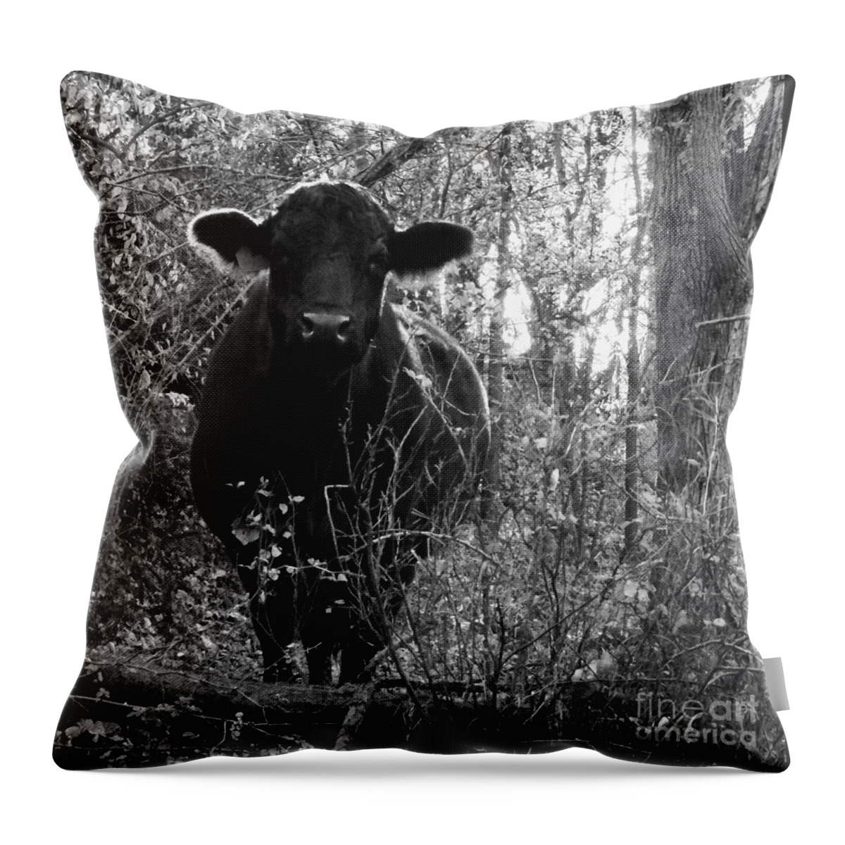 Cow Pictures Throw Pillow featuring the photograph Quiet Companion by J L Zarek