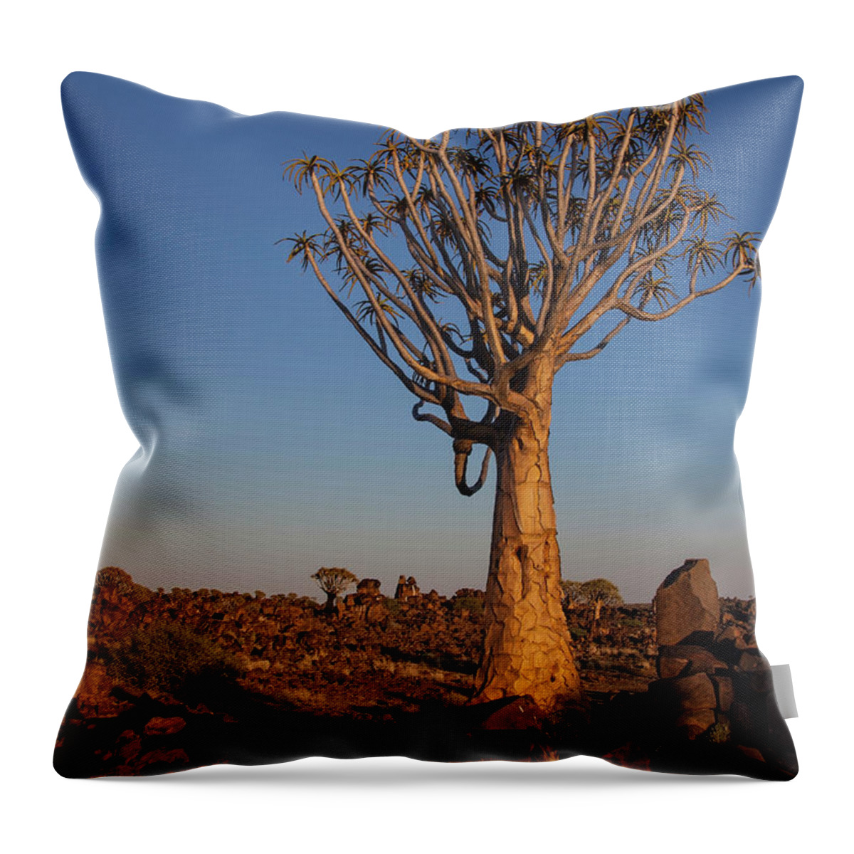 Dawn Throw Pillow featuring the photograph Quiver Tree With Glowing Sunlight by Lars Froelich / Design Pics