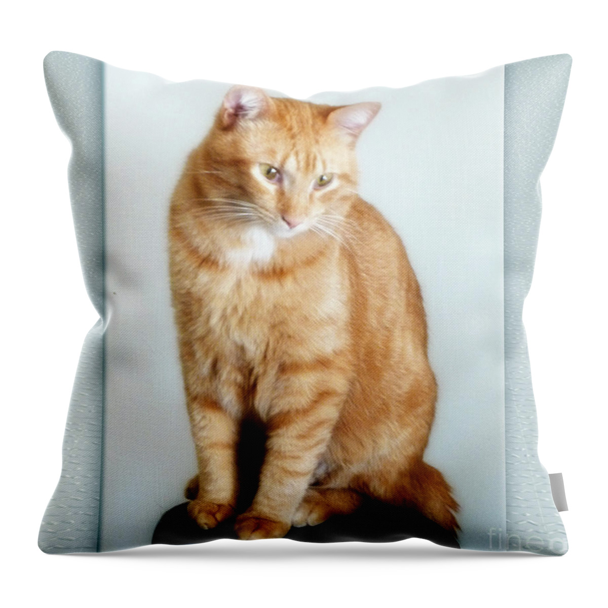 Kitten Throw Pillow featuring the digital art Quo the poser - photograph by RGiada by Giada Rossi