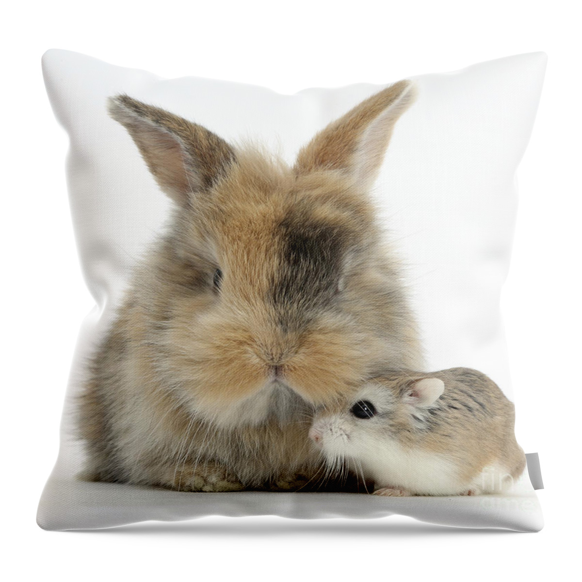 Roborovski Hamster Throw Pillow featuring the photograph Rabbit With Roborovski Hamster by Mark Taylor