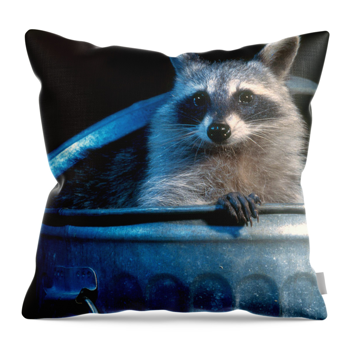 Raccoon Throw Pillow featuring the photograph Raccoon in garbage can by Steve Maslowski 