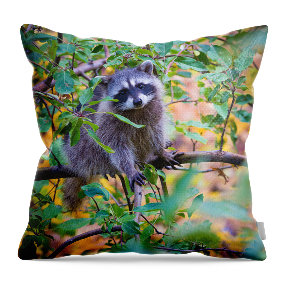 America Throw Pillow featuring the photograph Raccoon by Inge Johnsson