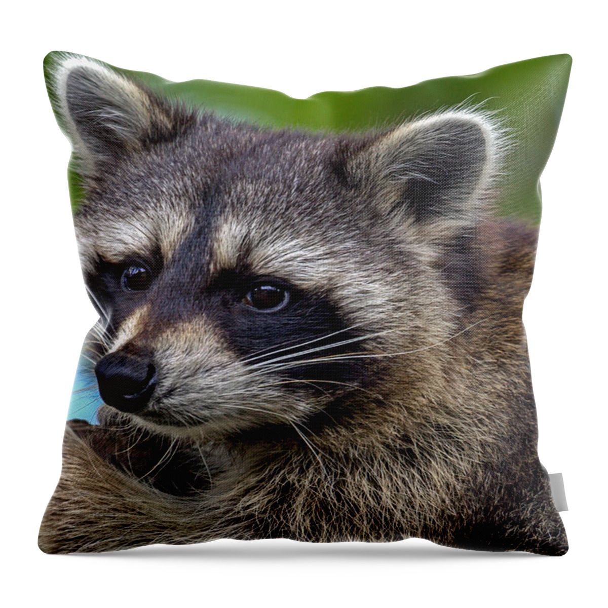 Raccoon Throw Pillow featuring the photograph Raccoon by Jerry Gammon