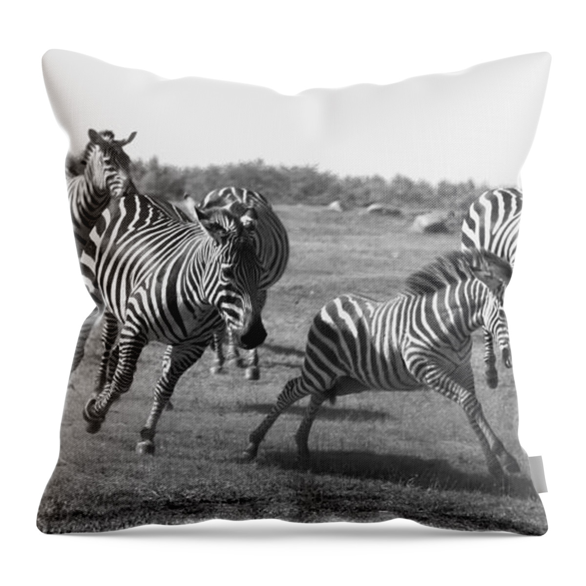 Racing Zebras Throw Pillow featuring the photograph Racing Zebras 1 by Tracy Winter