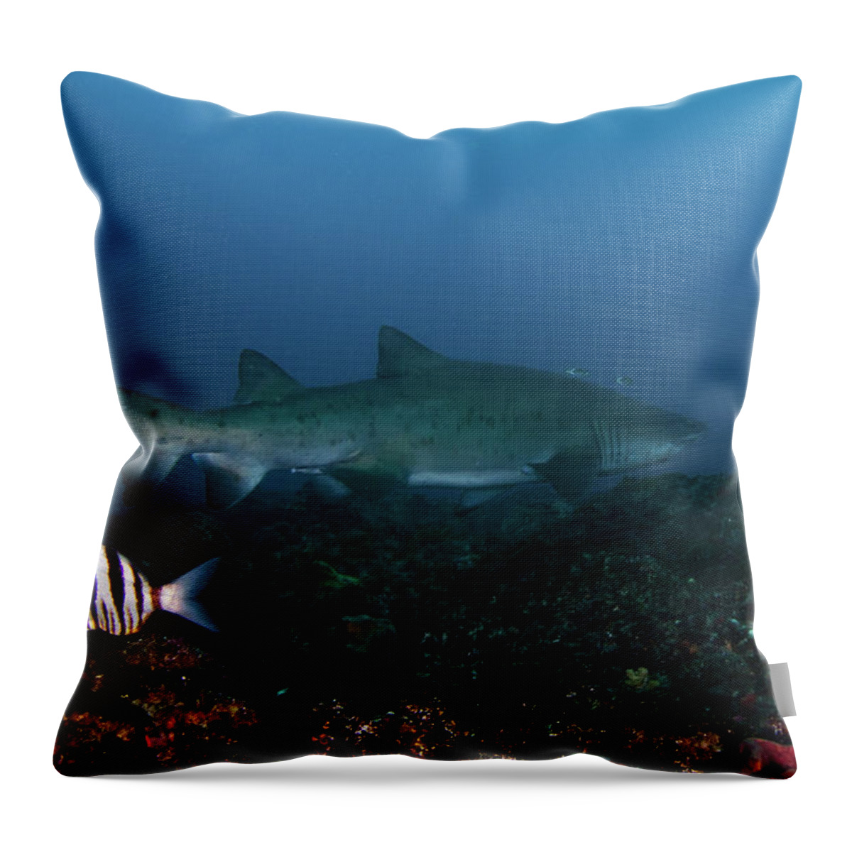 Sand Shark Throw Pillow featuring the photograph Ragged Tooth Shark, South-africa by Joost Van Uffelen