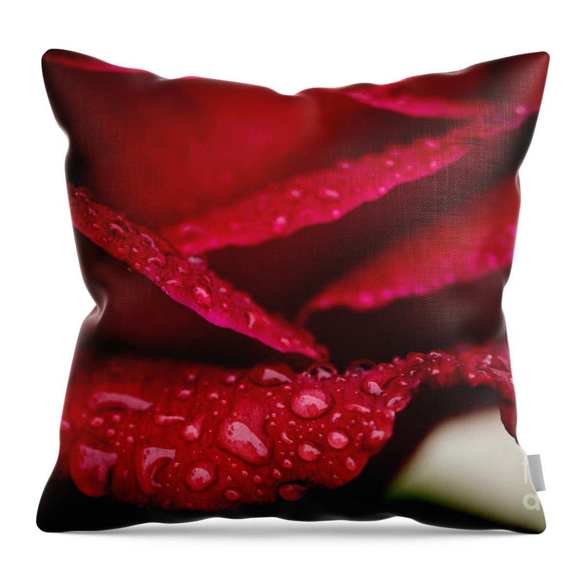 Beauty In Nature Throw Pillow featuring the photograph Rain drops on rose petal by Oscar Gutierrez