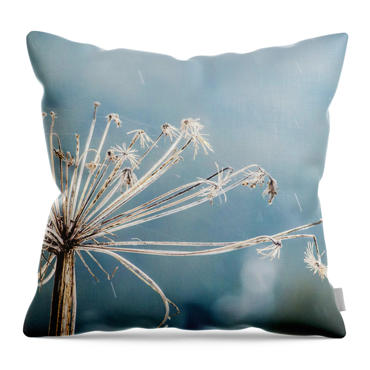 Bulgaria Throw Pillow featuring the photograph Rain Old Flower by Photograpy Is A Play With Light
