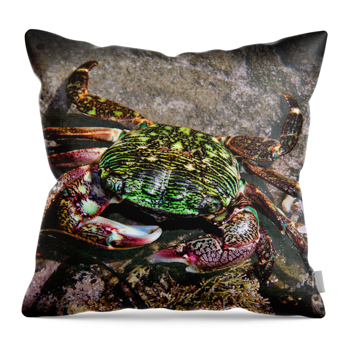 Rainbow Crab Throw Pillow featuring the photograph Rainbow Crab by Mariola Bitner