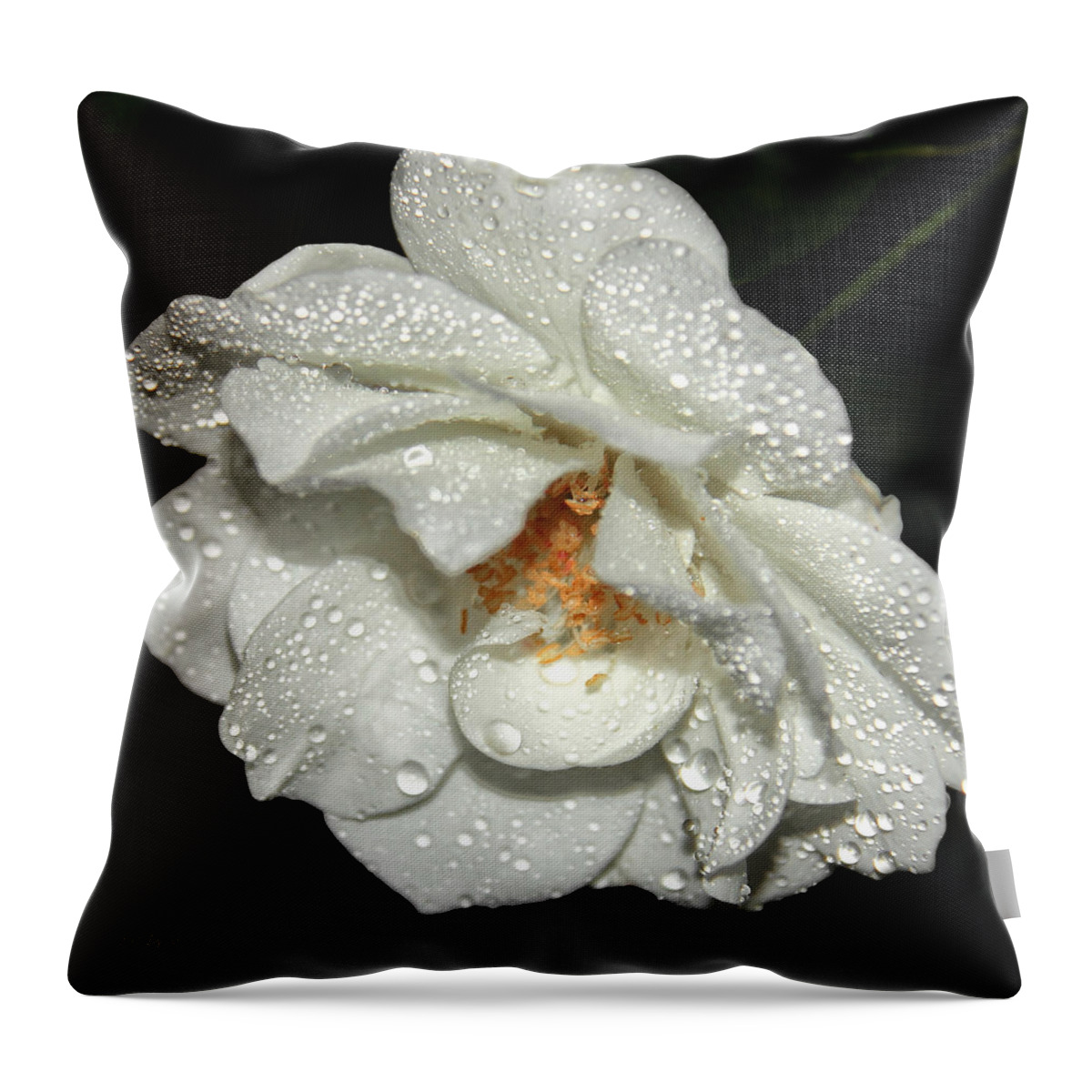 Raindrops Flower Canvas Print Throw Pillow featuring the photograph Rainy Day Rose by Lucy VanSwearingen