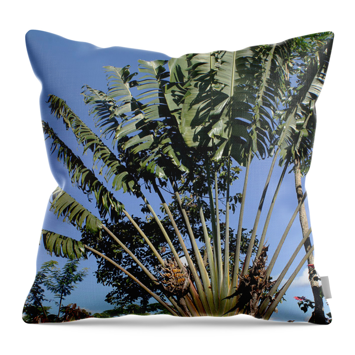 Africa Throw Pillow featuring the photograph Ravenala palm tree Madagascar by Rudi Prott