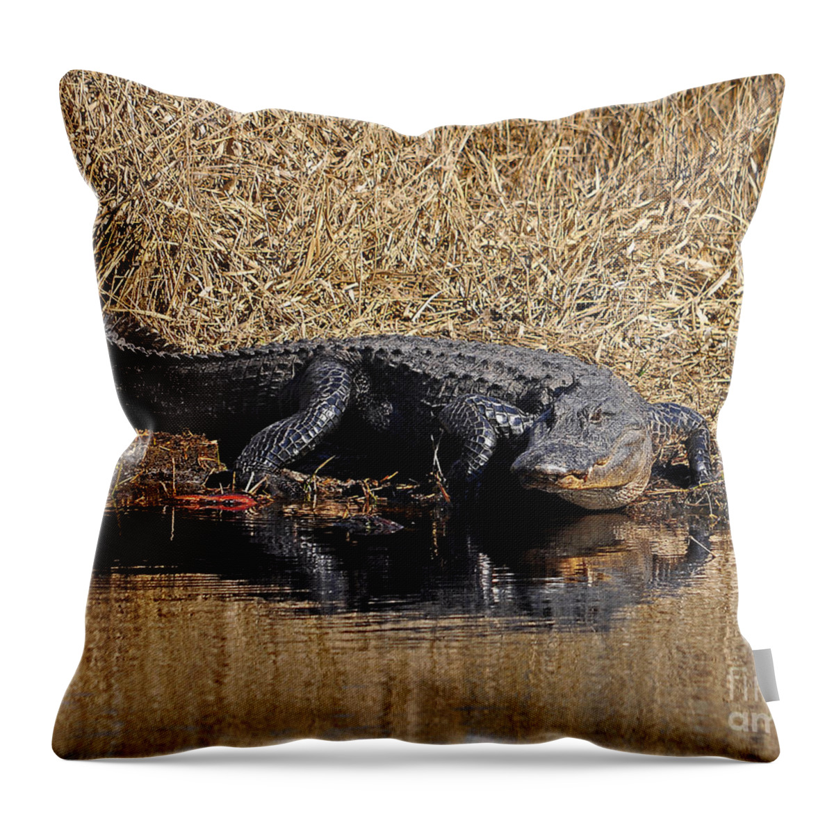 Alligator Throw Pillow featuring the photograph Ravenous Reptile by Al Powell Photography USA