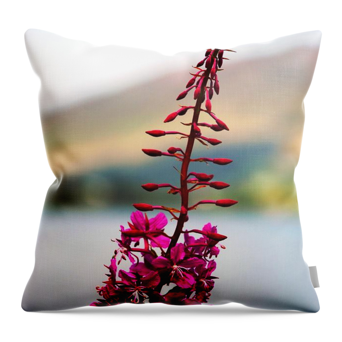 Plant Throw Pillow featuring the photograph Reaching to the Sky by Norma Brock