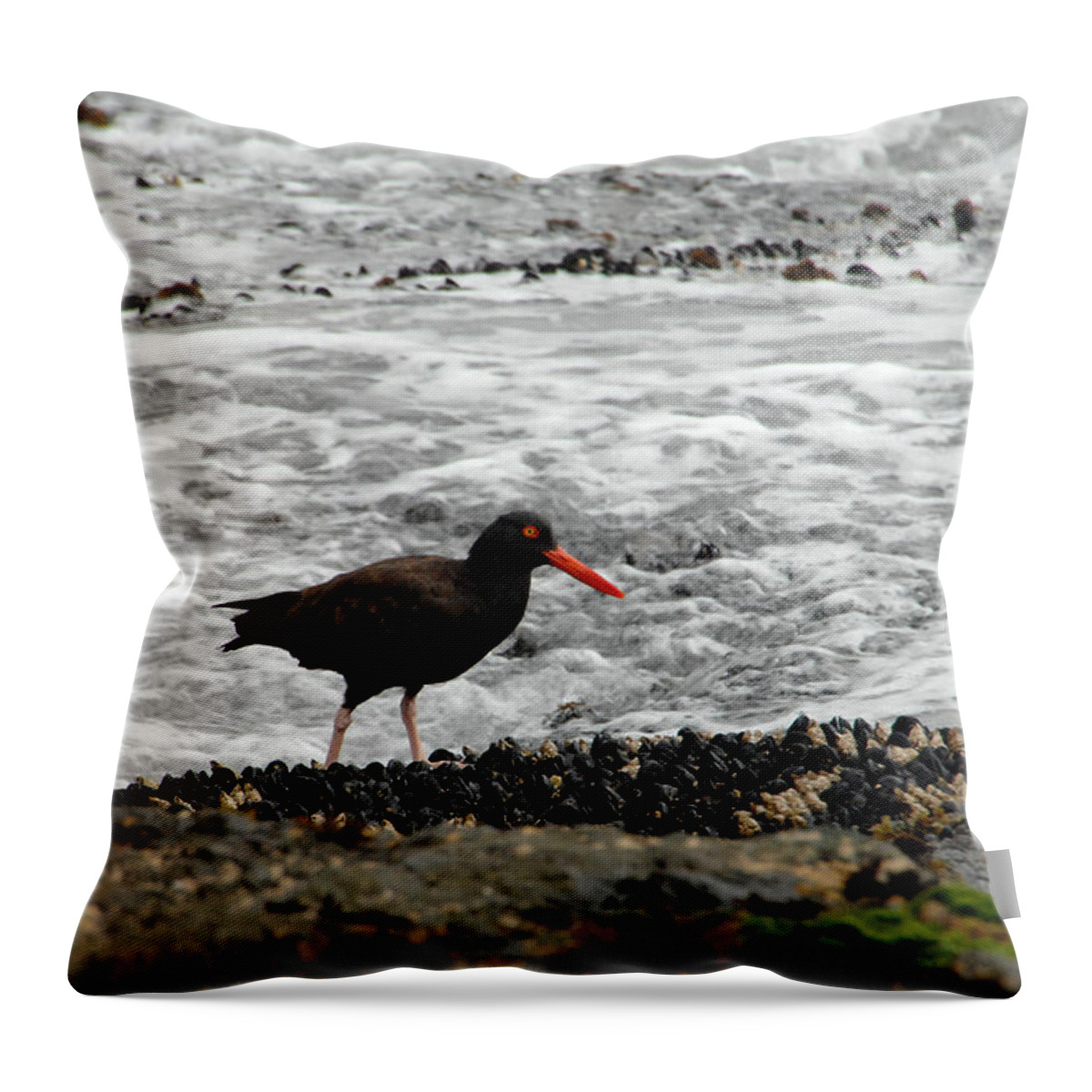 Oystercatcher Throw Pillow featuring the photograph Recruiting Some Muscle by Donna Blackhall