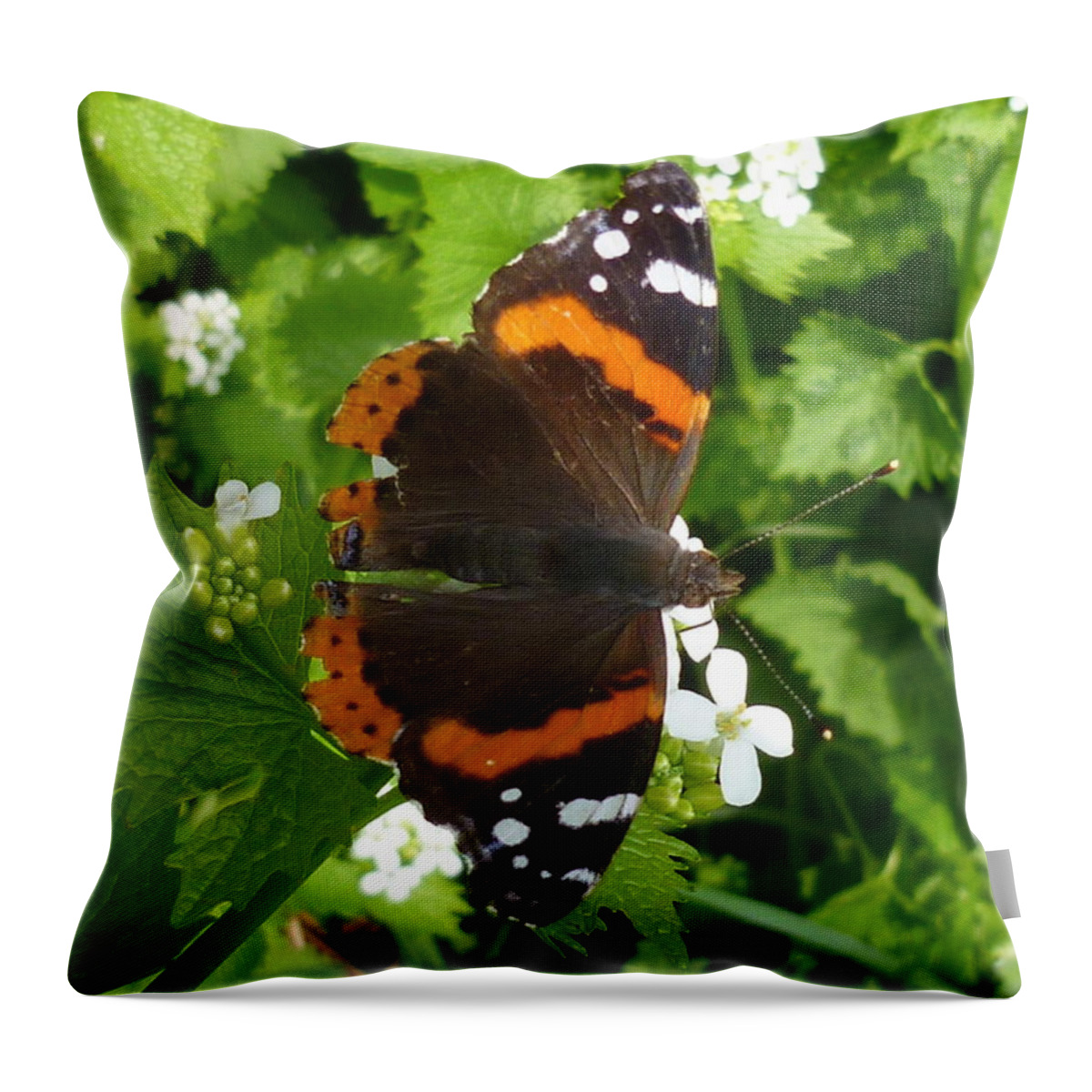 Insect Throw Pillow featuring the photograph Red Admiral in Toronto by Lingfai Leung