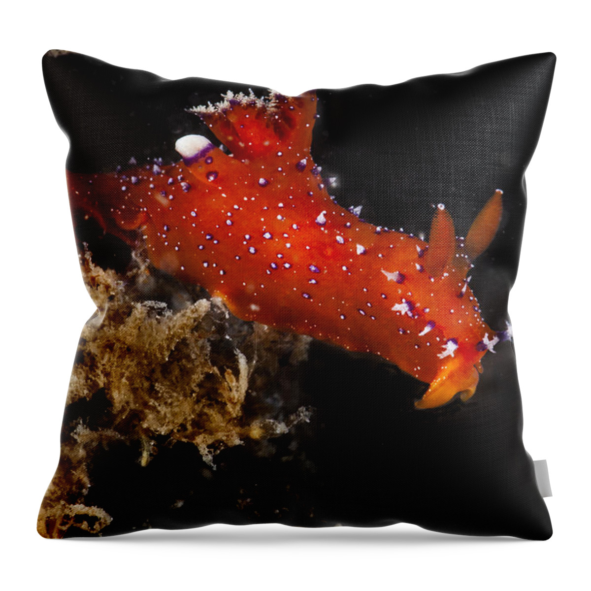 Plocamopherus Throw Pillow featuring the photograph Red and Purple by Sandra Edwards