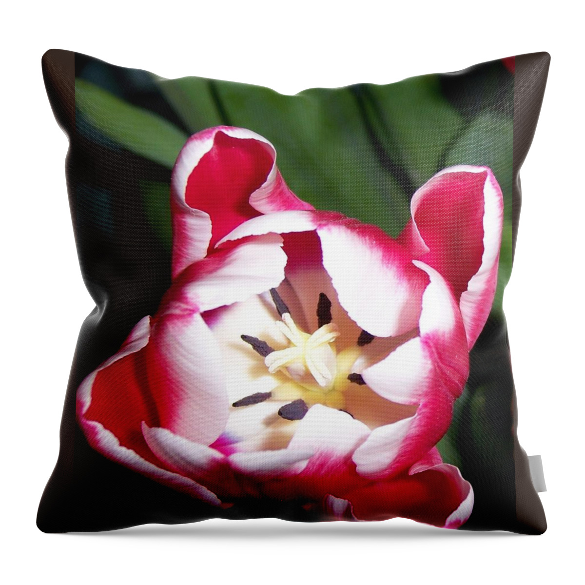 Red Throw Pillow featuring the photograph Red and White Tulip by Nora Boghossian