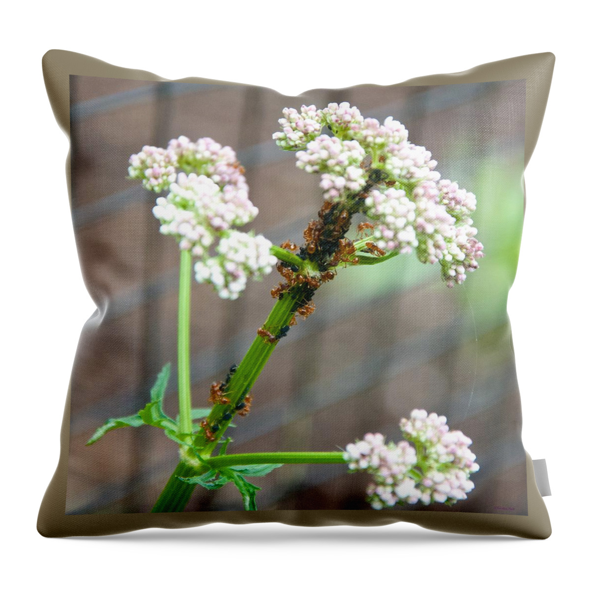 Insects Throw Pillow featuring the photograph Red Ants and Valerian officinalis by Kristin Hatt