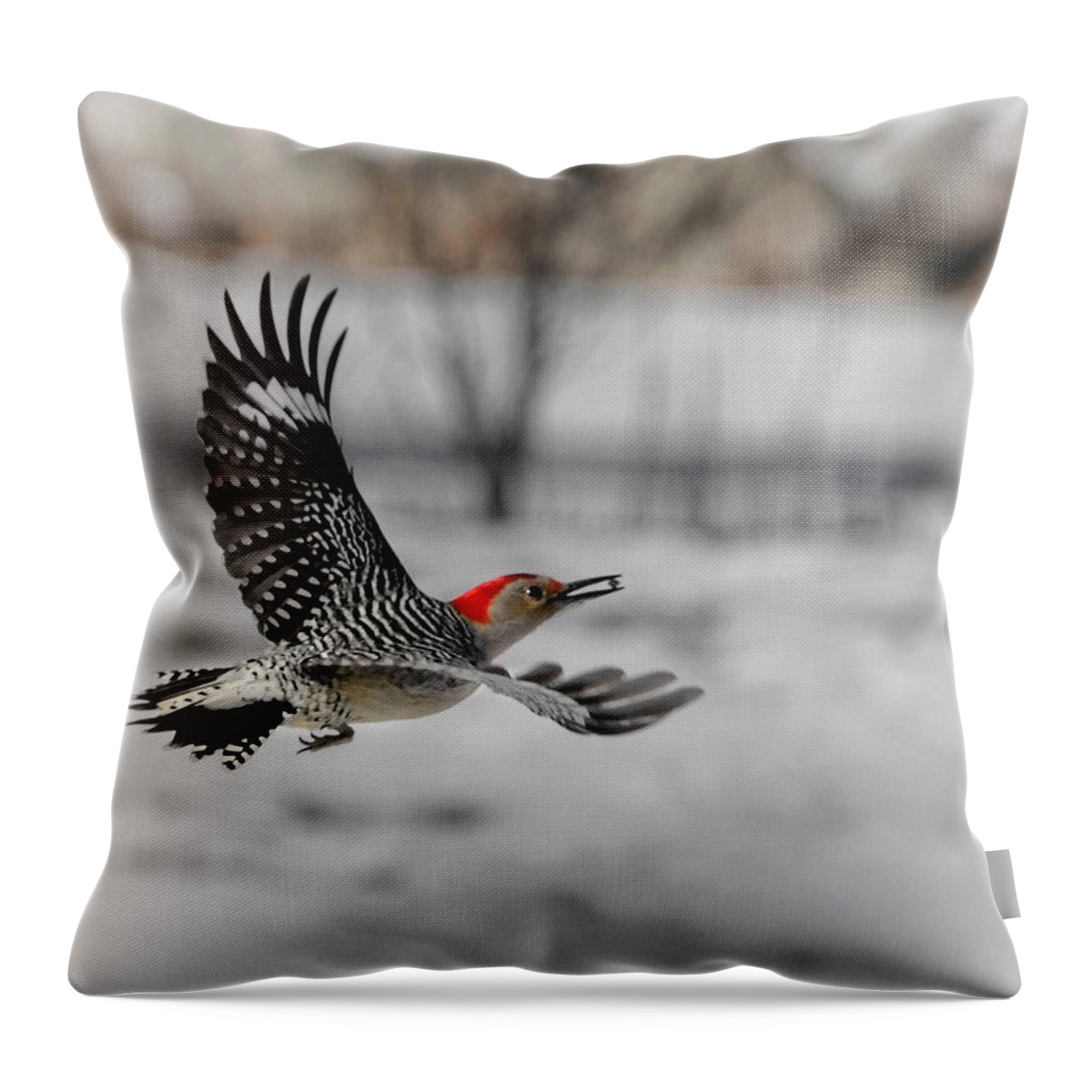 Red Bellied Woodpecker Throw Pillow featuring the photograph Red Bellied Woodpecker by Bill Wakeley