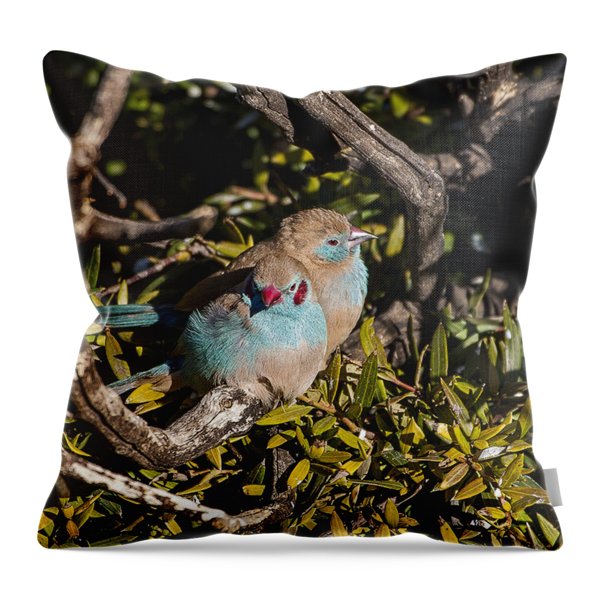 Australia Throw Pillow featuring the photograph Red Cheeked Cordon Blue Finches by Steven Ralser