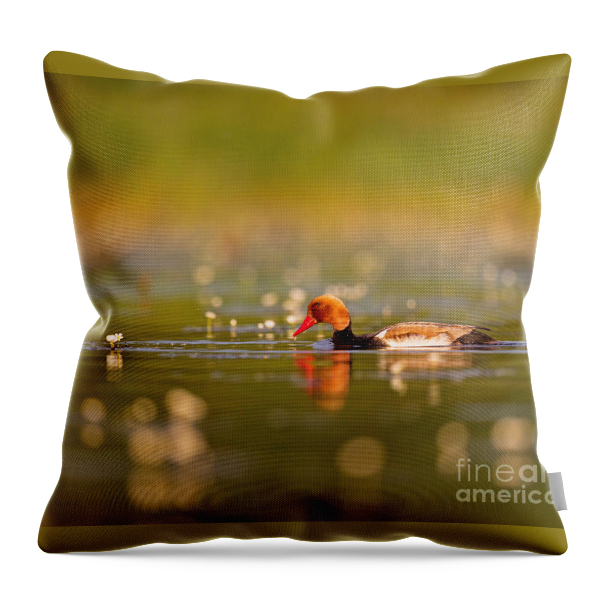 2013 Throw Pillow featuring the photograph Red-crested Pochard by Jean-Luc Baron