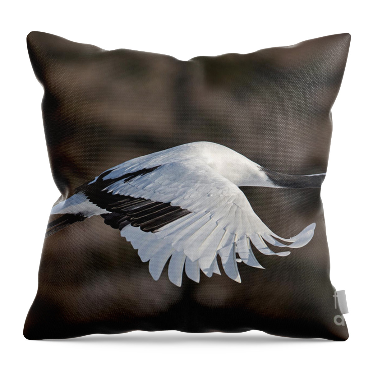 Red-crowned Crane Throw Pillow featuring the photograph Red-Crowned Crane in Flight by Natural Focal Point Photography