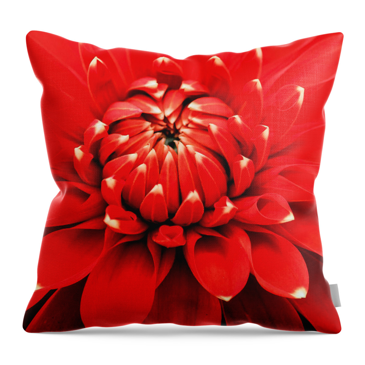 Dahlia In Bloom Throw Pillow featuring the photograph Red Dahlia with White Tips by E Faithe Lester