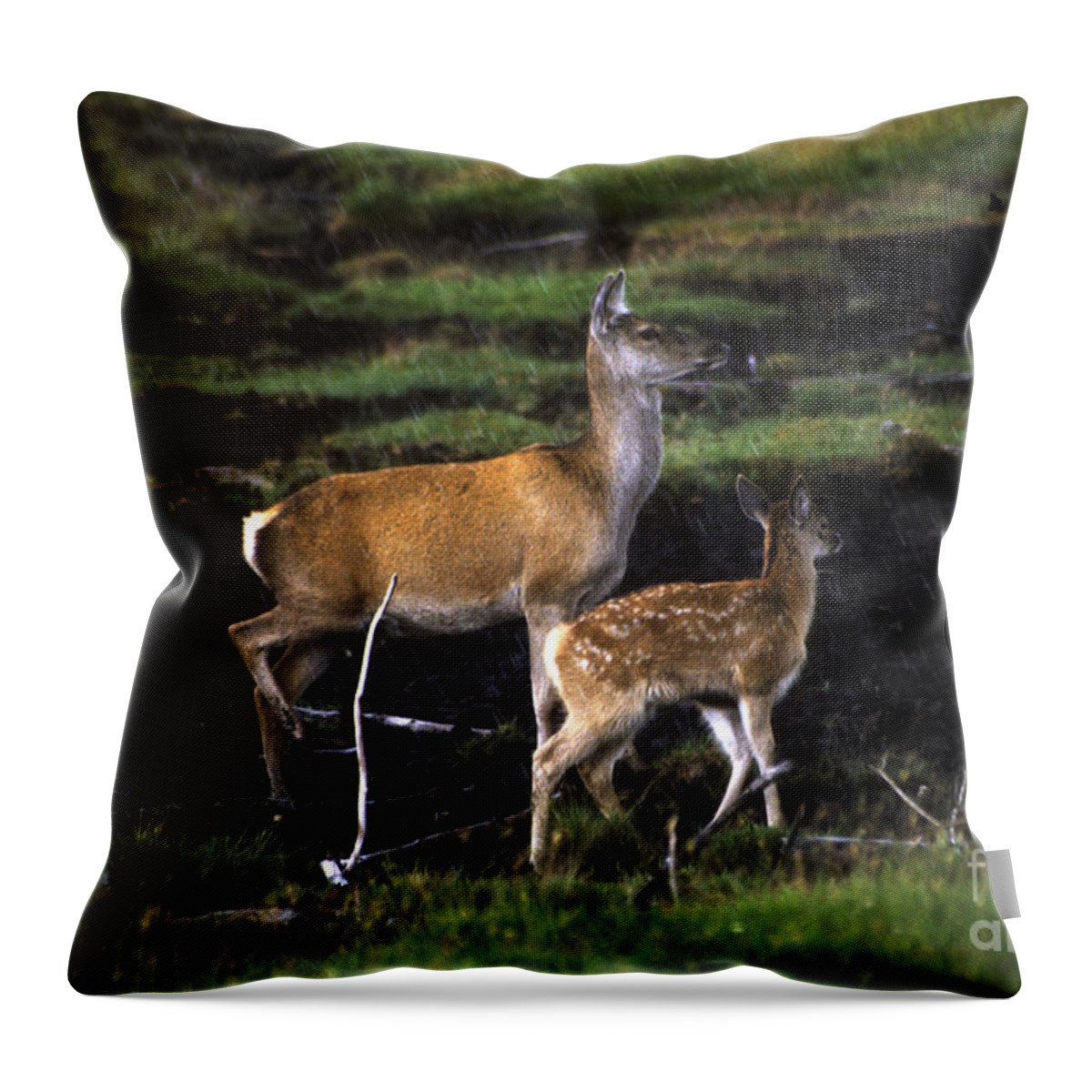 Red Deer Throw Pillow featuring the photograph Red deer hind and calf by Phil Banks