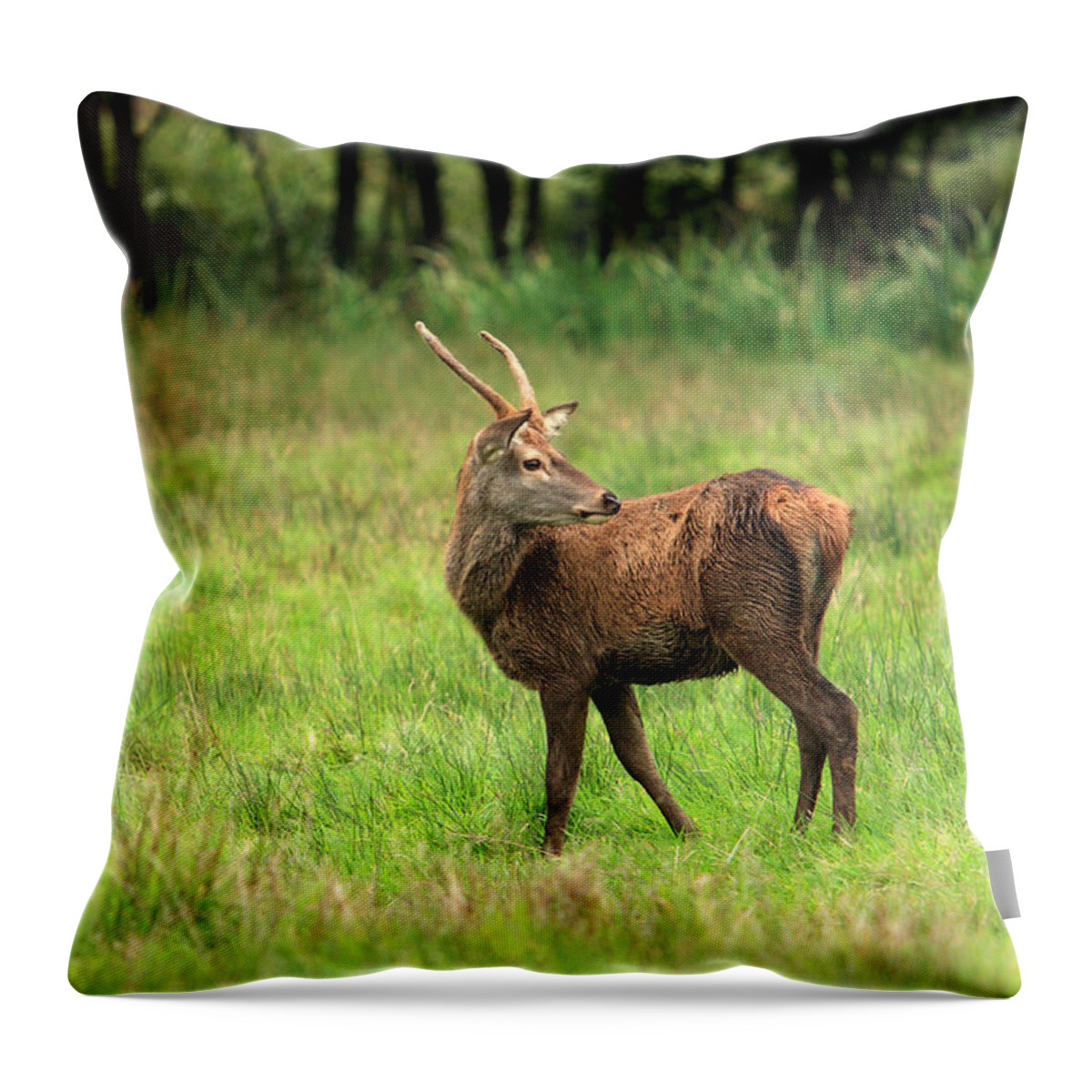 Ireland Throw Pillow featuring the photograph Red Deer Stag by Aidan Moran