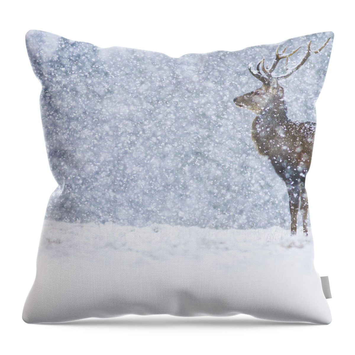 Nis Throw Pillow featuring the photograph Red Deer Stag In Snowfall Derbyshire Uk by James Shooter