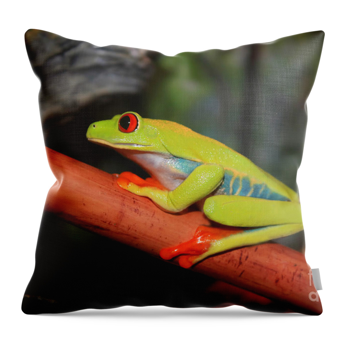 Red Eyed Tree Frog Throw Pillow featuring the photograph Red Eyed Tree Frog by Cathy Beharriell