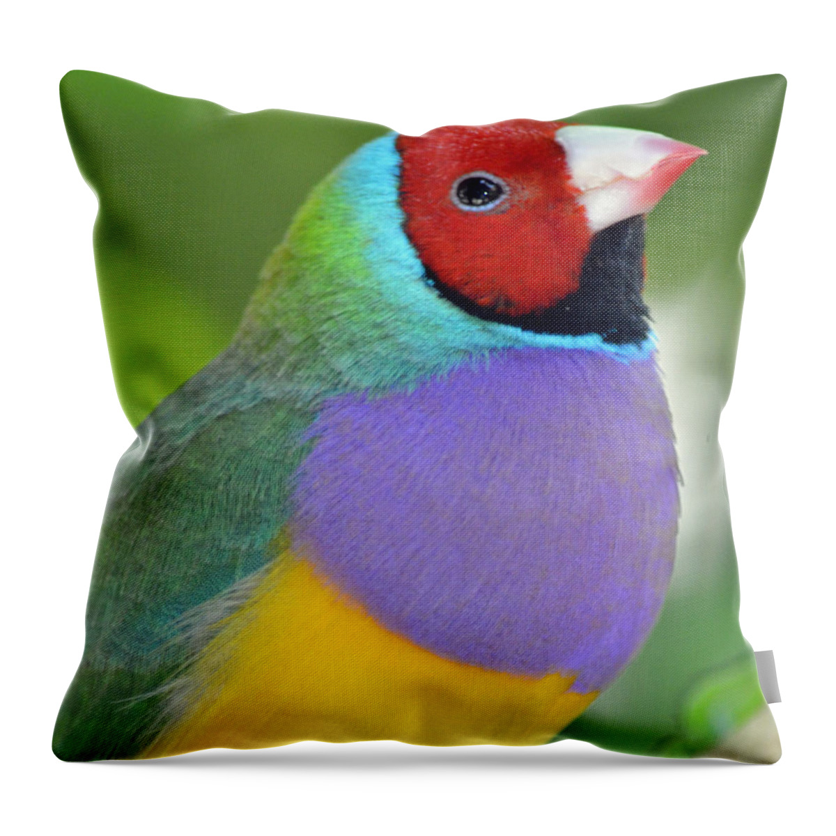 Male Throw Pillow featuring the photograph Red Faced Gouldian Finch by Richard Bryce and Family
