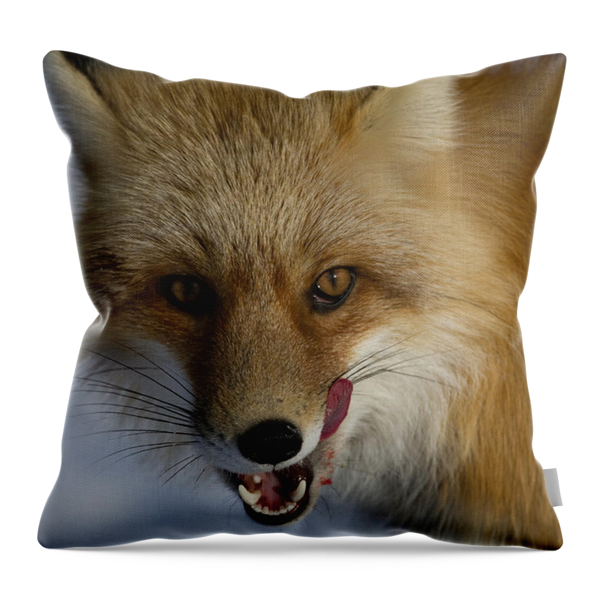 Feb0514 Throw Pillow featuring the photograph Red Fox Licking Alaska by Michael Quinton