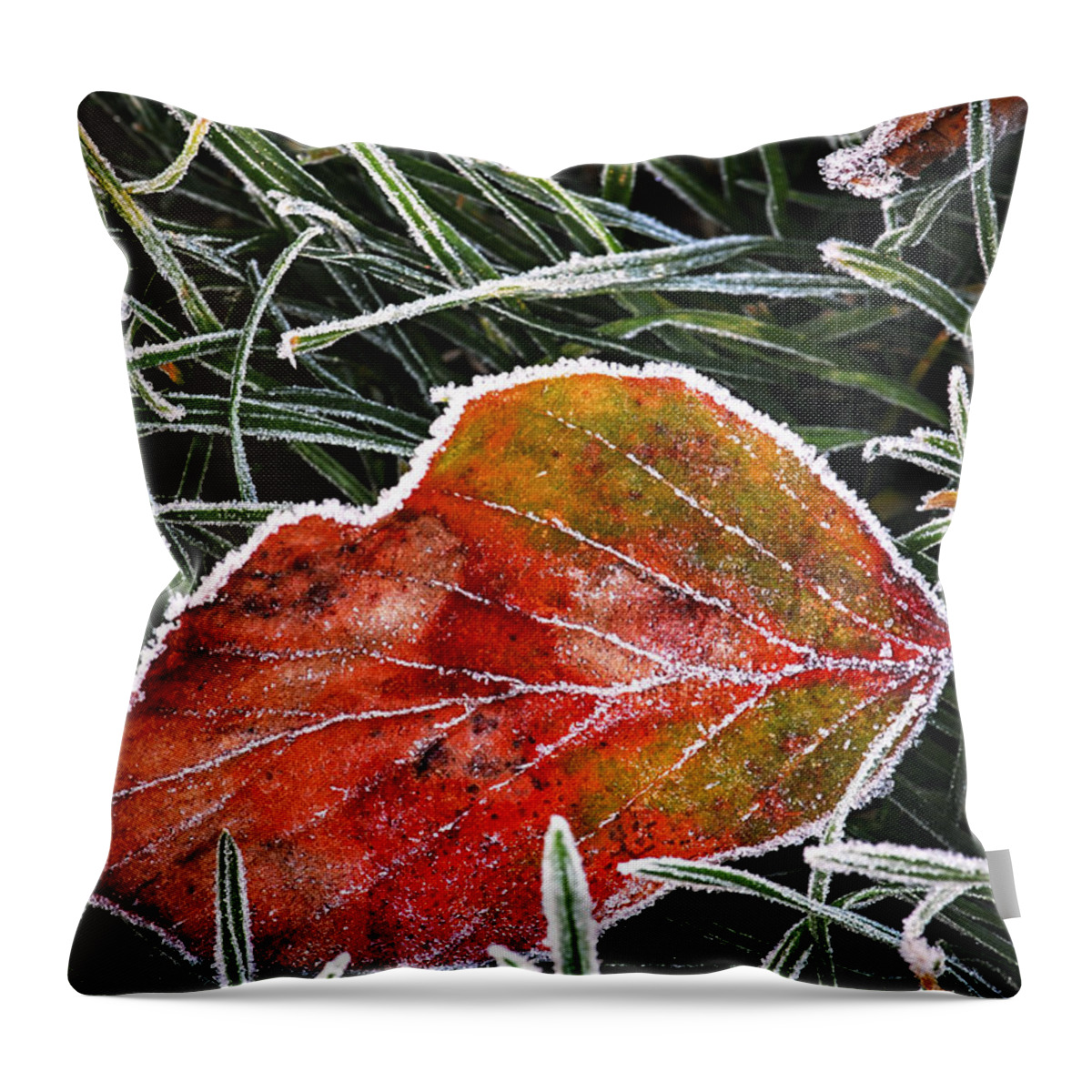 Frost Throw Pillow featuring the photograph Red frosty leaf on frozen ground by Elena Elisseeva