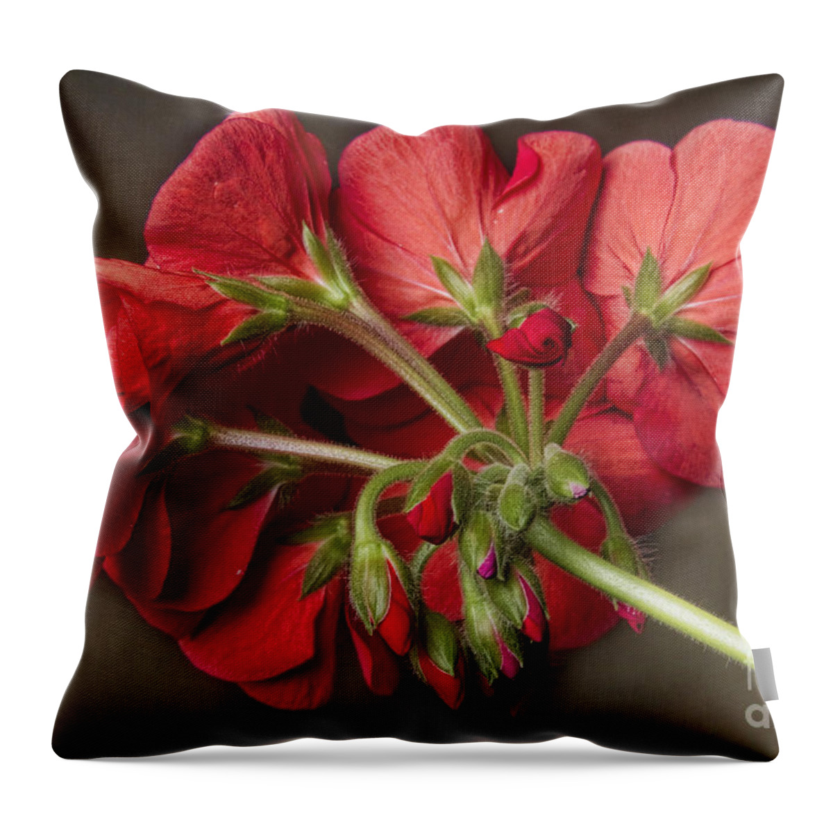 Red Geranium Throw Pillow featuring the photograph Red Geranium In Progress by James BO Insogna